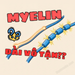 Hình minh họa so sánh tốc độ dẫn truyền tín hiệu giữa sợi trục có myelin (nhanh, nhảy cóc) và sợi trục không có myelin (chậm, liên tục).