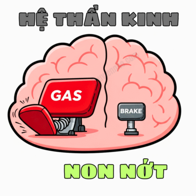 Minh họa hệ thần kinh chưa trưởng thành ở trẻ em với "chân ga" rất lớn và "chân phanh" còn nhỏ.