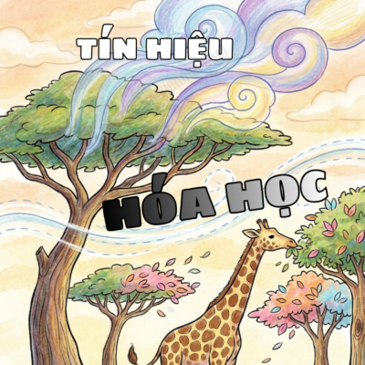 Cây keo giải phóng tín hiệu hóa học để cảnh báo đồng loại.